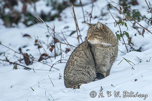 żbik europejski, Felis silvestris silvestris, Bieszczady