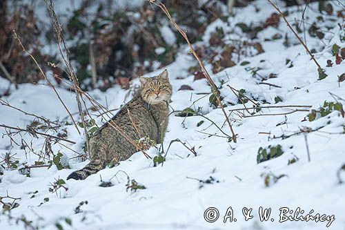 żbik europejski, Felis silvestris silvestris, Bieszczady