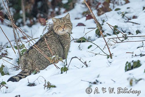 żbik europejski, Felis silvestris silvestris, Bieszczady