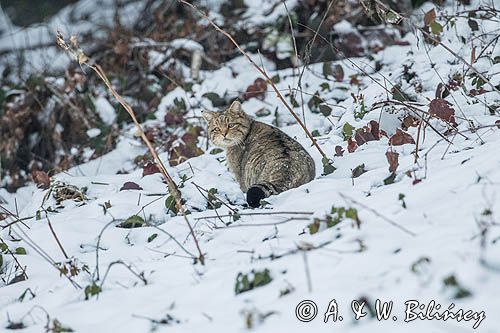 żbik europejski, Felis silvestris silvestris, Bieszczady