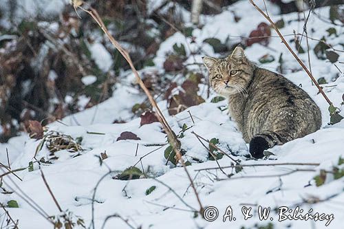 żbik europejski, Felis silvestris silvestris, Bieszczady