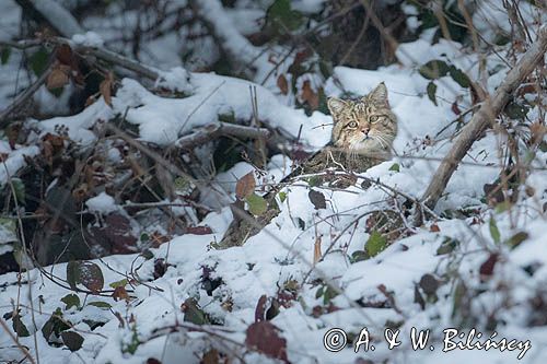 żbik europejski, Felis silvestris silvestris, Bieszczady