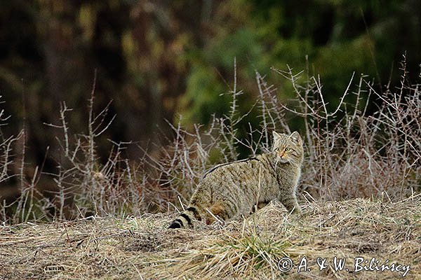Żbik europejski, Felis silvestris silvestris, Bieszczady