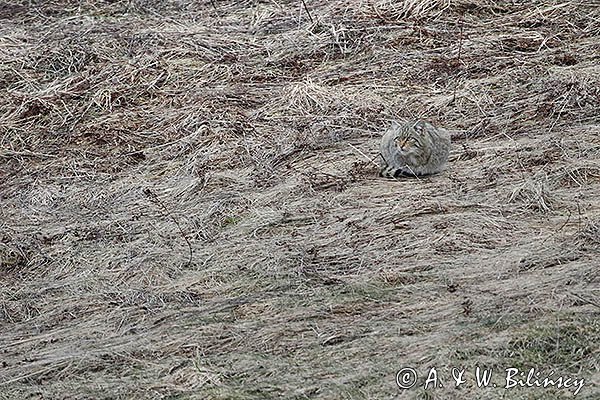 Żbik europejski, Felis silvestris silvestris, Bieszczady