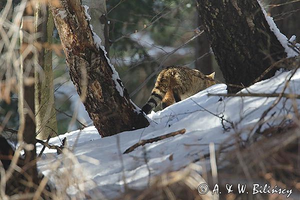 źbik europejski, Felis silvestris silvestris, Bieszczady
