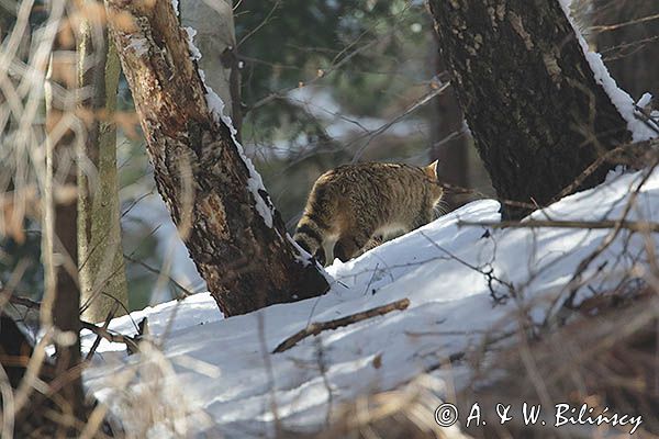 źbik europejski, Felis silvestris silvestris, Bieszczady