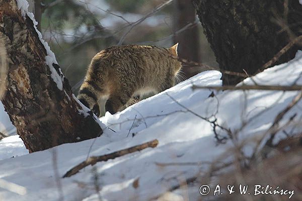 źbik europejski, Felis silvestris silvestris, Bieszczady