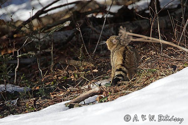 źbik europejski, Felis silvestris silvestris, Bieszczady