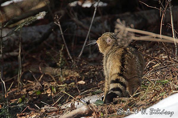 źbik europejski, Felis silvestris silvestris, Bieszczady