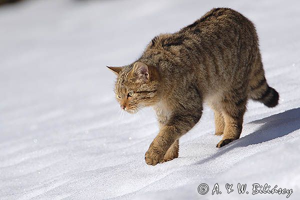 źbik europejski, Felis silvestris silvestris, Bieszczady
