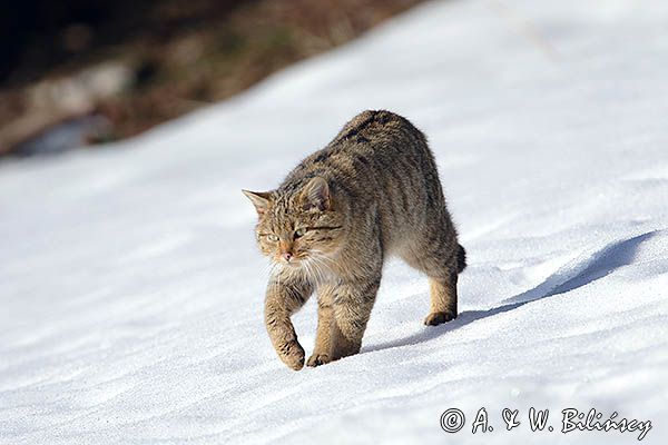 źbik europejski, Felis silvestris silvestris, Bieszczady