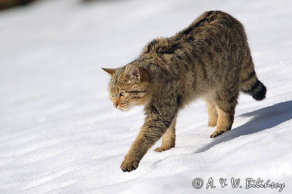 źbik europejski, Felis silvestris silvestris, Bieszczady