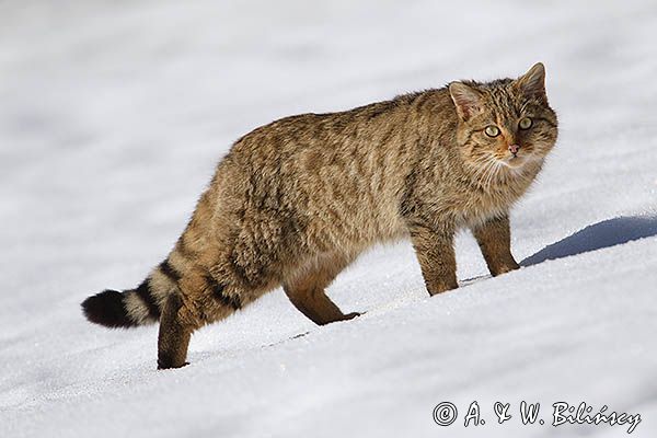 źbik europejski, Felis silvestris silvestris, Bieszczady