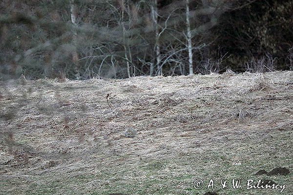 Żbik europejski, Felis silvestris silvestris, Bieszczady