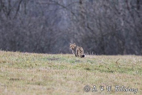 żbik europejski, Felis silvestris silvestris, Bieszczady