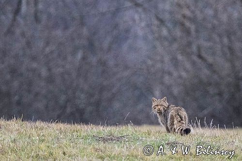 żbik europejski, Felis silvestris silvestris, Bieszczady