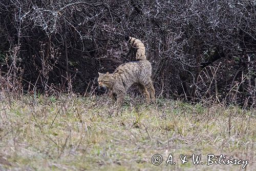 żbik europejski, Felis silvestris silvestris, Bieszczady