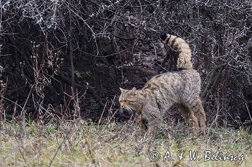 żbik europejski, Felis silvestris silvestris, Bieszczady