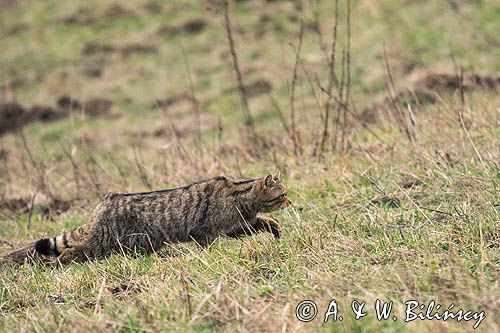 żbik europejski, Felis silvestris silvestris, Bieszczady