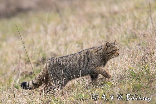 żbik europejski, Felis silvestris silvestris, Bieszczady