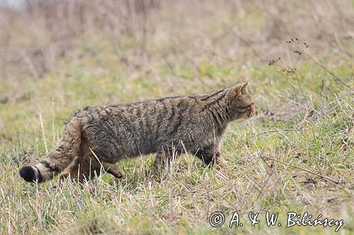 żbik europejski, Felis silvestris silvestris, Bieszczady