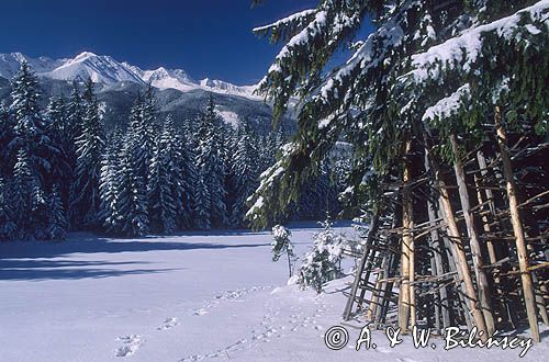 Polana Zgorzelisko, Podhale i Tatry, Polska