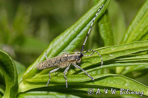 Zgrzytnica zielonkawowłosa, Agapanthia villosoviridenscens