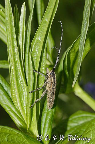 Zgrzytnica zielonkawowłosa, Agapanthia villosoviridenscens