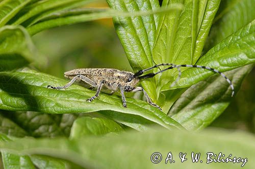 Zgrzytnica zielonkawowłosa, Agapanthia villosoviridenscens