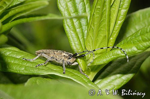 Zgrzytnica zielonkawowłosa, Agapanthia villosoviridenscens