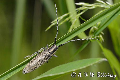 Zgrzytnica zielonkawowłosa, Agapanthia villosoviridenscens