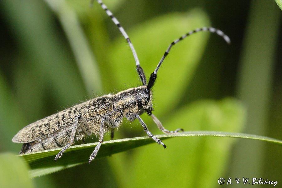 Zgrzytnica zielonkawowłosa, Agapanthia villosoviridenscens