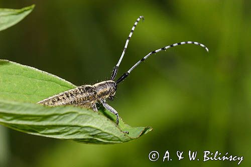 Zgrzytnica zielonkawowłosa, Agapanthia villosoviridenscens