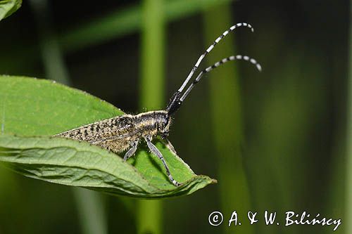 Zgrzytnica zielonkawowłosa, Agapanthia villosoviridenscens