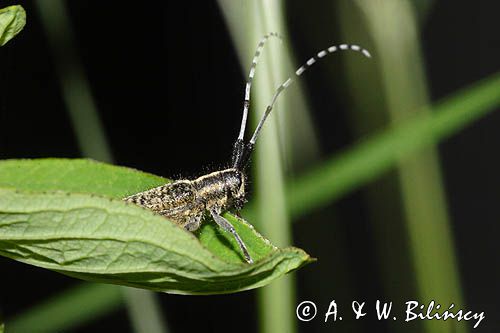 Zgrzytnica zielonkawowłosa, Agapanthia villosoviridenscens