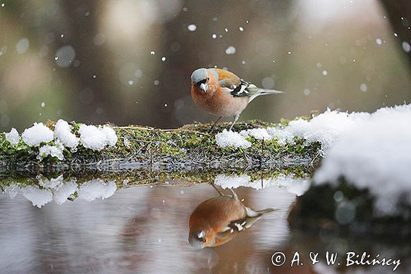 Zięba, samiec, Fringilla coelebs