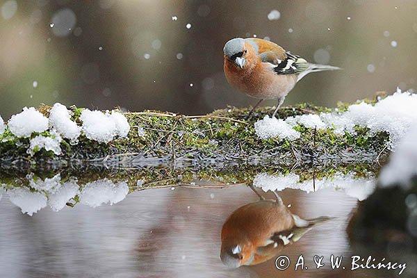 Zięba, samiec, Fringilla coelebs