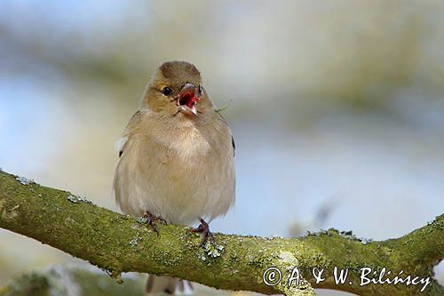 zięba, Fringilla coelebs, samica