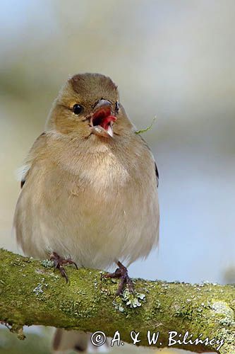 zięba, Fringilla coelebs, samica