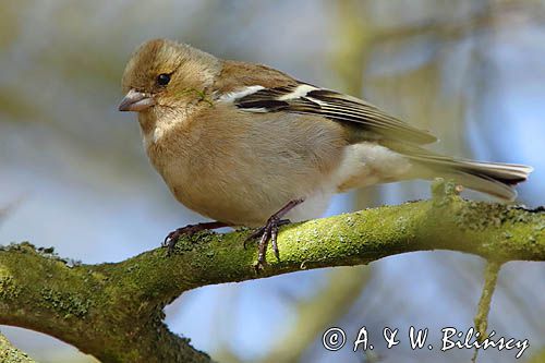 zięba, Fringilla coelebs, samica