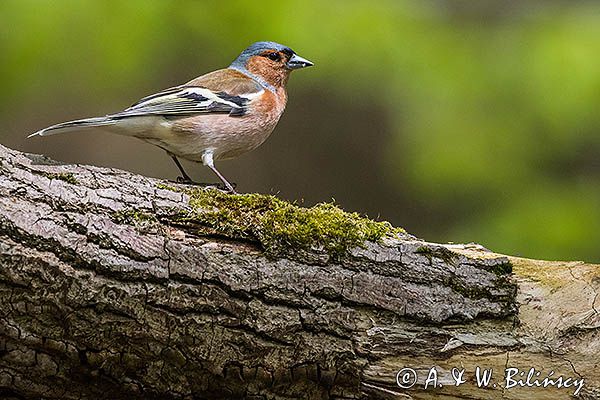 zięba, Fringilla coelebs, samiec