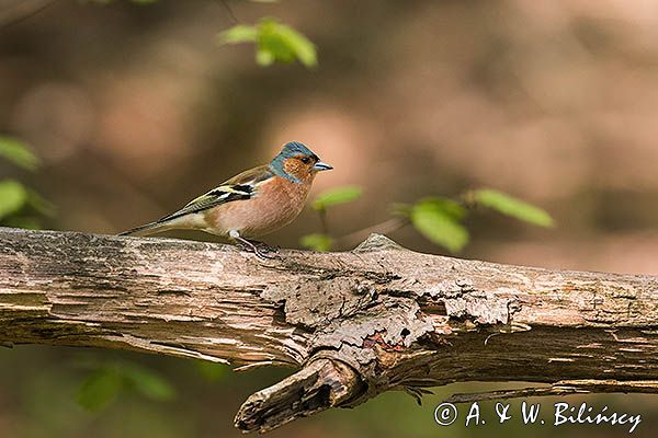 zięba, Fringilla coelebs, samiec