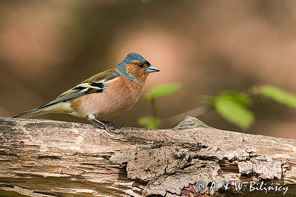 zięba, Fringilla coelebs, samiec