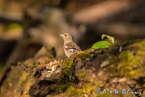 zięba, Fringilla coelebs, samica