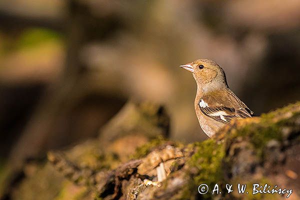 zięba, Fringilla coelebs, samica