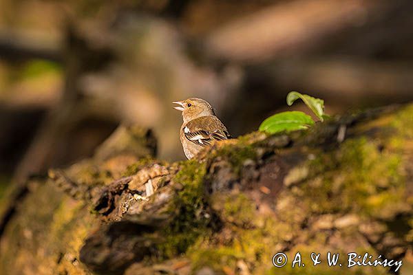 zięba, Fringilla coelebs, samica