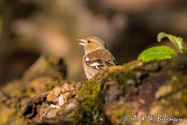 zięba, Fringilla coelebs, samica