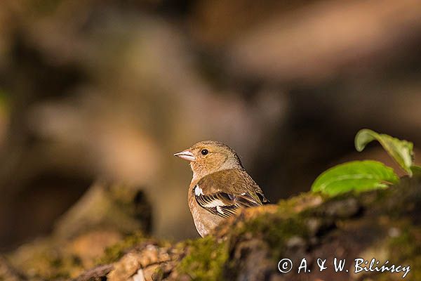 zięba, Fringilla coelebs, samica