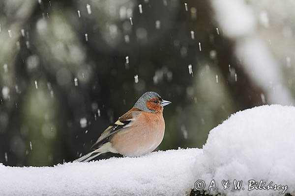 Zięba, samiec, Fringilla coelebs