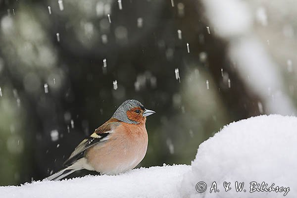 Zięba, samiec, Fringilla coelebs